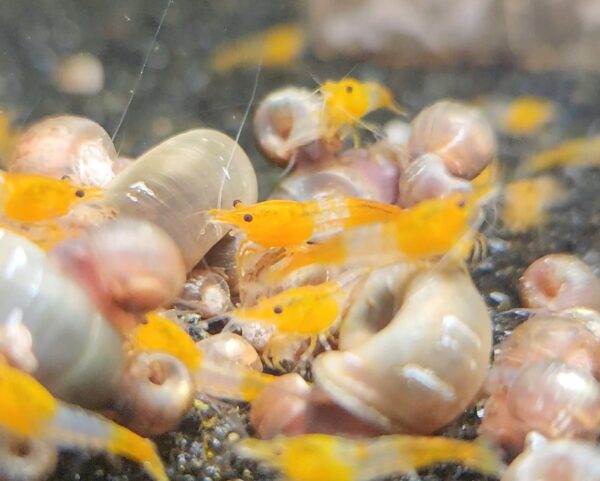 Orange Rili Shrimp - Image 2