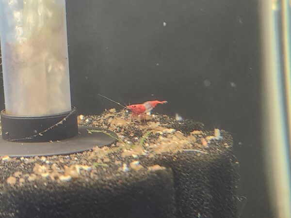 Red Rili Shrimp - Image 4