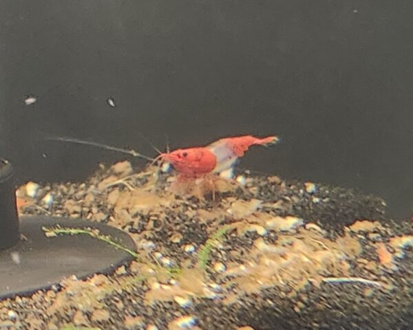 Red Rili Shrimp