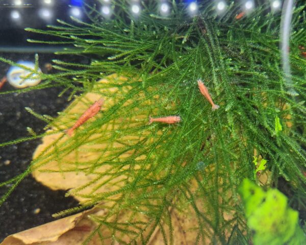 Java Moss