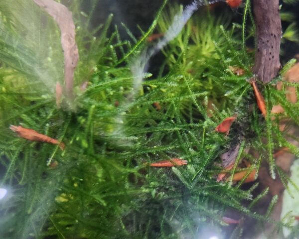 Sakura Red Cherry Shrimp - Image 6