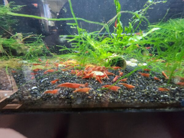 Sakura Red Cherry Shrimp - Image 4