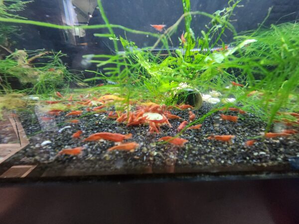 Sakura Red Cherry Shrimp - Image 5