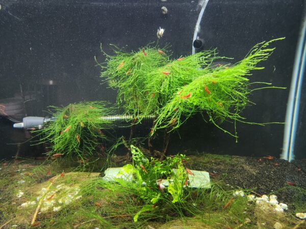 Java Moss - Image 2