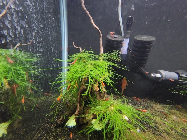 Java Moss - Image 3