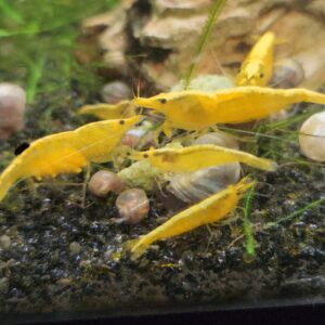 Neon Yellow Shrimp