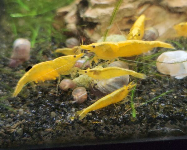 Neon Yellow Shrimp