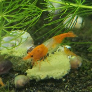 Orange Rili Shrimp