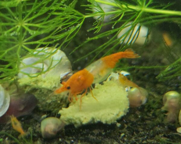 Orange Rili Shrimp