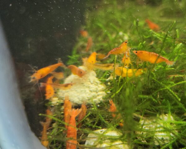 Orange Sunkist Shrimp - Image 5