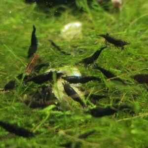 Black Rose Shrimp