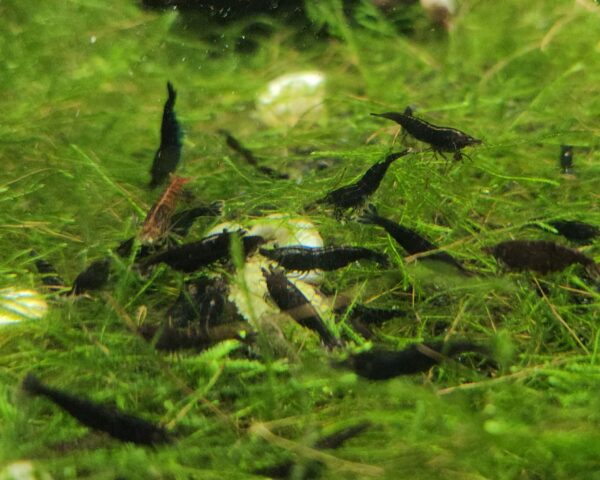 Black Rose Shrimp