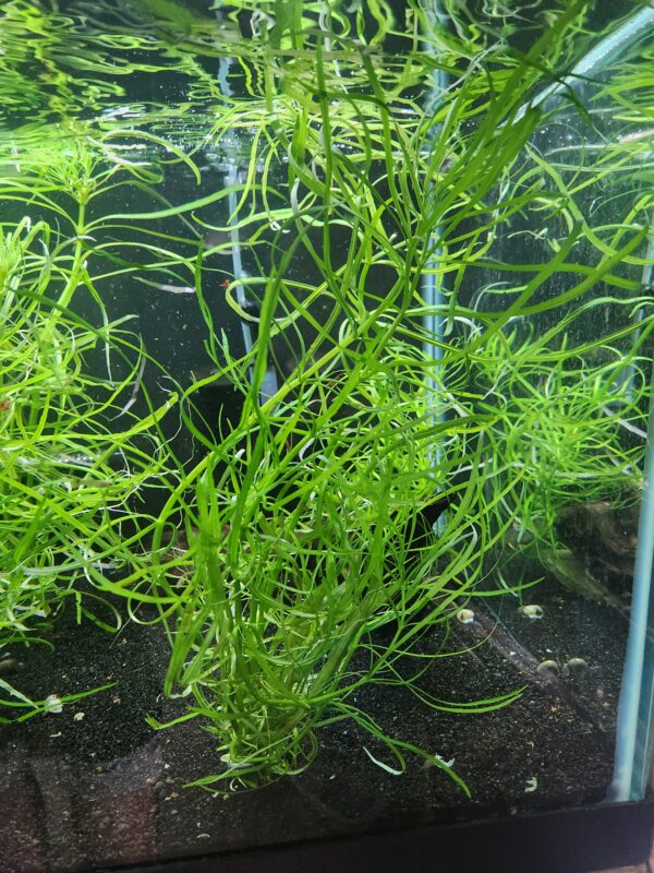 Pogostemon Stellatus "Octopus" Aquarium Stem Plant - Image 3