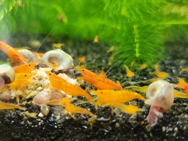 Skittles (Mixed) Shrimp - Image 7