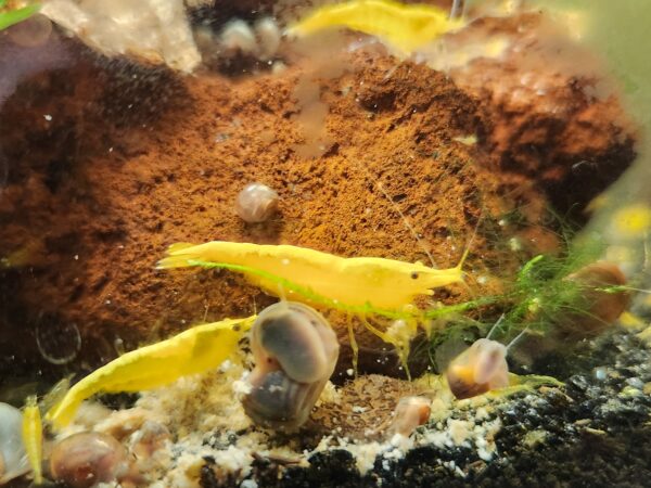 Neon Yellow Shrimp - Image 3