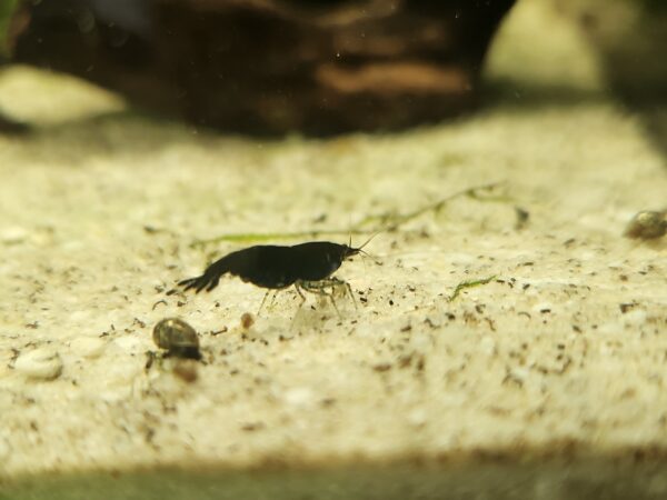 Black Rose Shrimp - Image 4