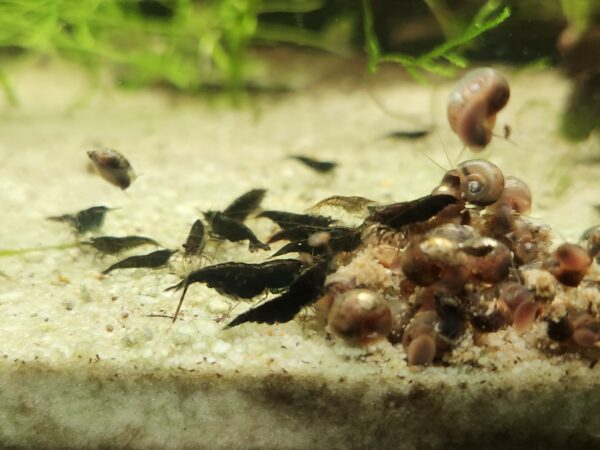 Black Rose Shrimp - Image 3