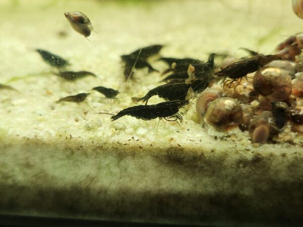 Black Rose Shrimp - Image 2