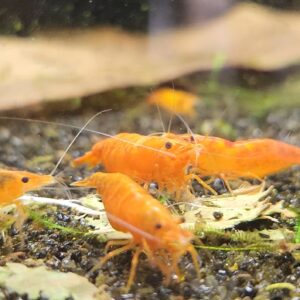 Orange Sunkist Shrimp