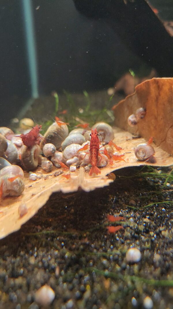 Skittles (Mixed) Shrimp - Image 2