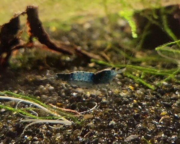 Blue Carbon Rili Shrimp